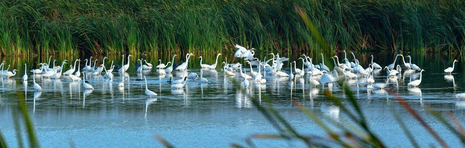 Great Egrets in a wetland